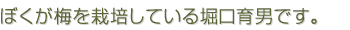 梅を栽培している、堀口です