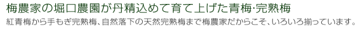 梅農家の青梅