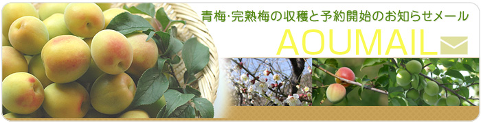 青梅と完熟梅の収穫お知らせメール