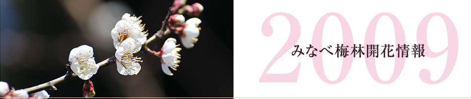 南部梅林開花情報(速報)開花予測 2009年