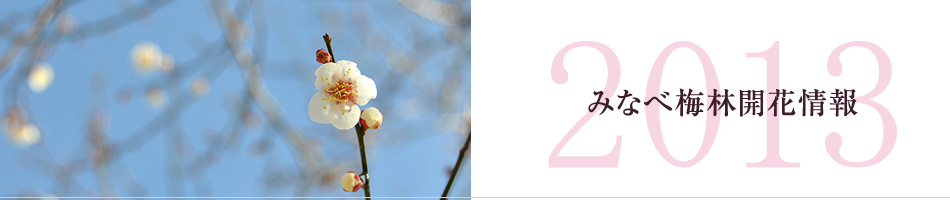 南部梅林開花情報(速報)開花予測 2013年