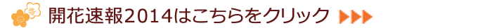 開花速報2014