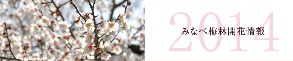 南部梅林開花情報(速報)開花予測 2013年