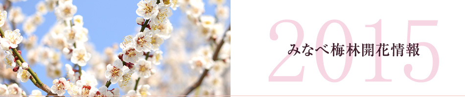 南部梅林開花情報(速報)開花予測 2013年