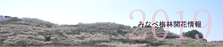 南部梅林開花情報(速報)開花予測 2019年
