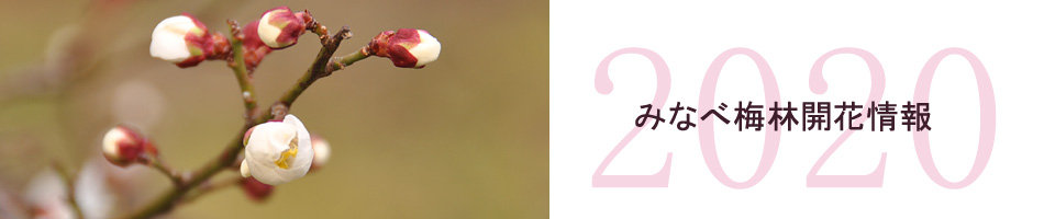 南部梅林開花情報(速報)開花予測 2019年