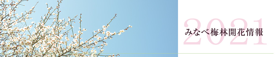 南部梅林開花情報(速報)開花予測 2021年