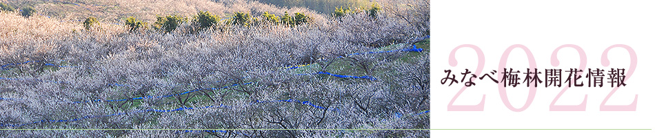南部梅林開花情報(速報)開花予測 2022年