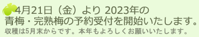 青梅・完熟梅販売 通販 予約