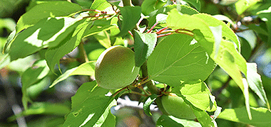 ������Ĺ��������������